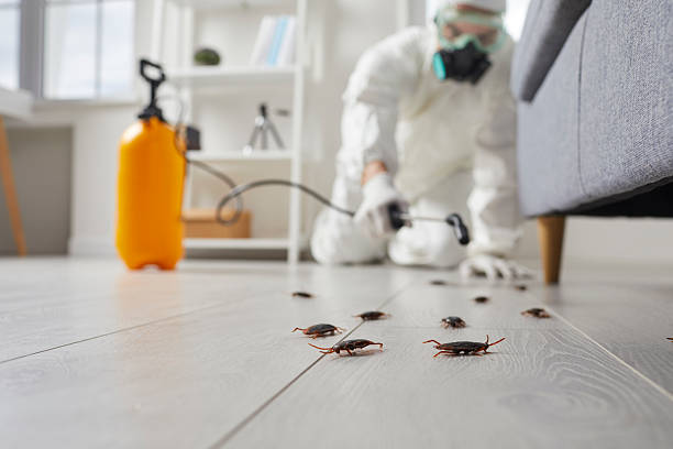 Trusted Cockroach Control service in North Alamo, TX - Nex Pest Control
